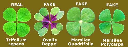 Facts About Four leaf Clovers