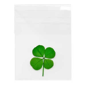 Four Leaf Clover in Cello Sleeve