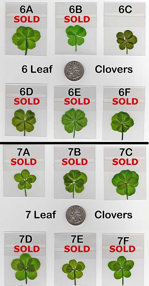 Real Four Leaf Clover