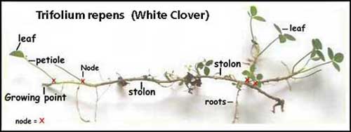 How to Grow White Clover white clover diagram 