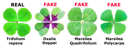 facts-about-four-leaf-clovers